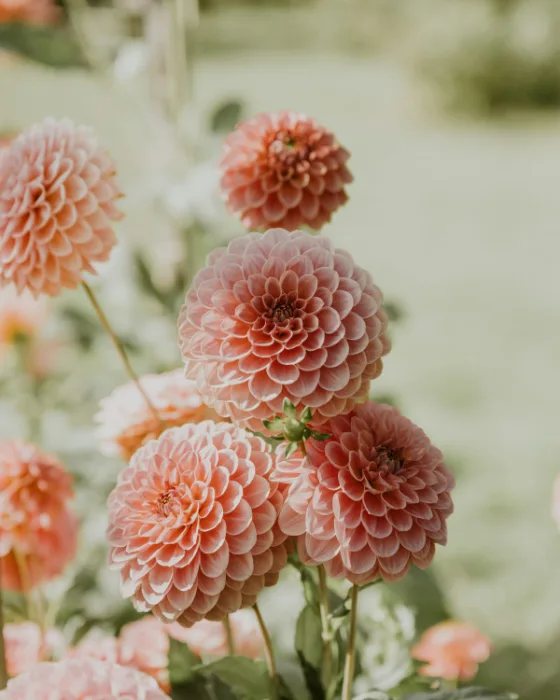 Zalmroze pompondahlia's in een tuin