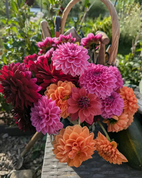 Een mand vol roze, rode en oranje dahlia's