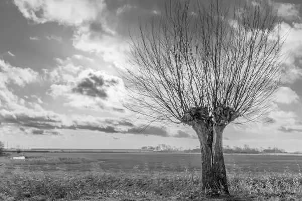 Zwart-witfoto van een kale knotwilg onder een wolkenlucht