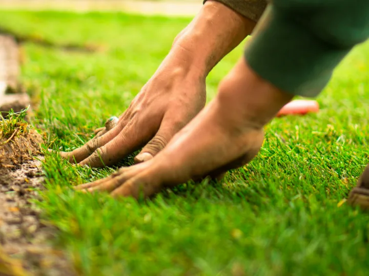 Handen drukken een strook graszoden aan in de aarde