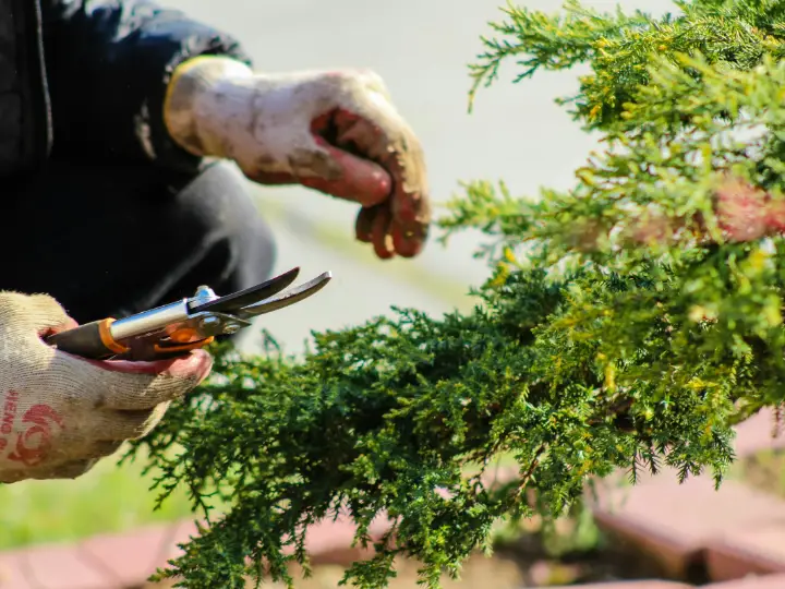 Hand in een werkhandschoen knipt met een snoeischaar een groene conifeer bij