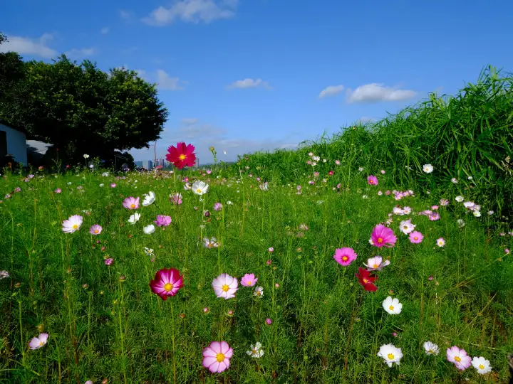 Bloemenweide met roze en witte bloemen voor een rij bomen