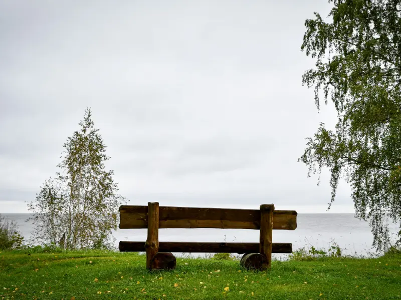 Een houten bank in het gras aan het water, tussen twee berken